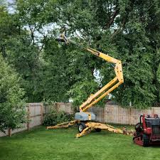 Reliable Oneida, NY  Tree Services Solutions