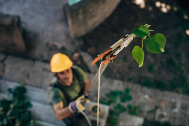 Best Storm Damage Tree Cleanup  in Oneida, NY