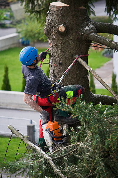 Best Utility Line Clearance  in Oneida, NY