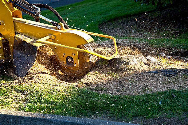 Best Fruit Tree Pruning  in Oneida, NY